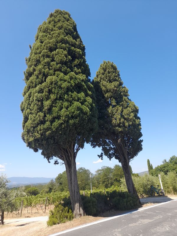 Due cipressi Due cipressi